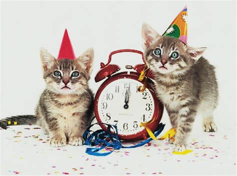 New Years Cat Wallpapers Top Free New Years Cat Backgrounds