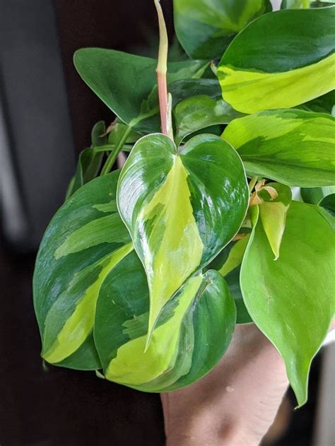 Heart Leaf Philodendron Care Brasil Philodendron And Propagation Tips