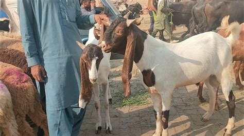 Bakra Mandi Lahore Desi Bakre Desi Chatre Chaki Dumbe