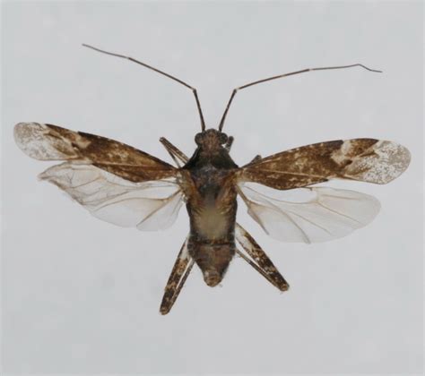 Phytocoris Populi