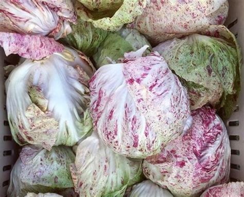 Gaia Radicchio Tr Vise Adige Medio Certifi Bio Par Cocert