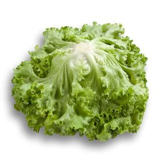 Lettuce Jonction Rz Pelleted Seeds By Rijk Zwaan Repacked Pcs