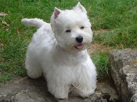 Westhighlandterrierproperhaircut What Type Of Dog Is In This