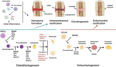 Frontiers Alterations In Bone Fracture Healing Associated With Tnfrsf