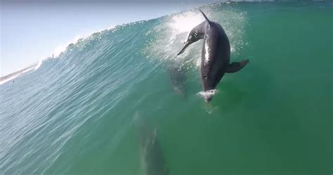 Dolphin Crashes Into Sup Boarder Gearjunkie