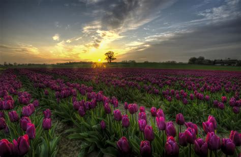 Download Purple Flower Landscape Sunset Field Flower Nature Tulip Hd Wallpaper