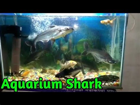 Care of Aquarium Shark || tiger Fish aquarium Care and Maintenance ...