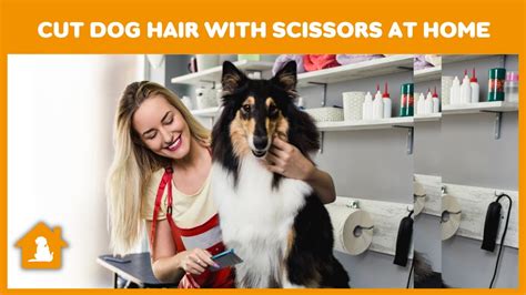 How To Cut Dog Hair With Scissors At Home 🐶 Cut Your Dogs Hair At