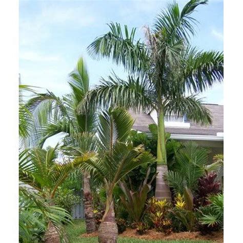 Royal Palm Tree Seeds, 20 Heirloom Seeds Per Packet, Non GMO Seeds ...