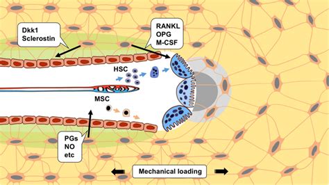 Schematic representation of the role of osteocytes in bone remodeling ...