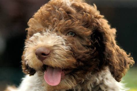 Lagotto Romagnolo carattere cure curiosità e consigli su questa razza