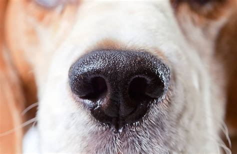 Treating Your Dog's Dry Nose | Hill's Pet | Dry dog nose, Dog nose, Dry nose