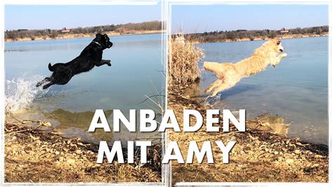 Cedric Der Labrador 153 Anbaden Mit Amy YouTube