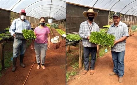 Doa O De Mudas De Hortali As Incentiva Cultivo De Hortas Em Bauru