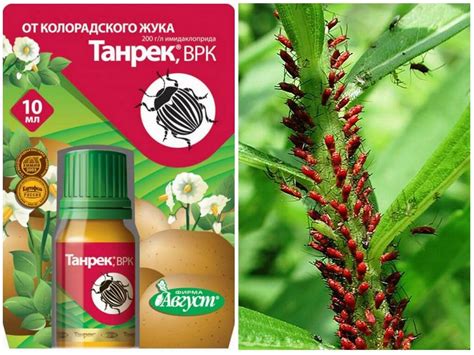 Танрек от тли и белокрылки – отзывы, инструкция по применению