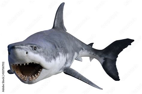 Shark isolated on white background. Great White Shark Attack. Stock ...