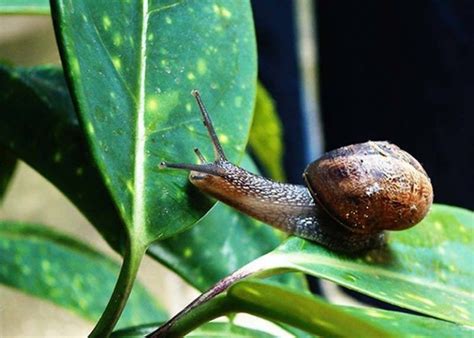 Cómo eliminar babosas y caracoles de las plantas con remedios caseros