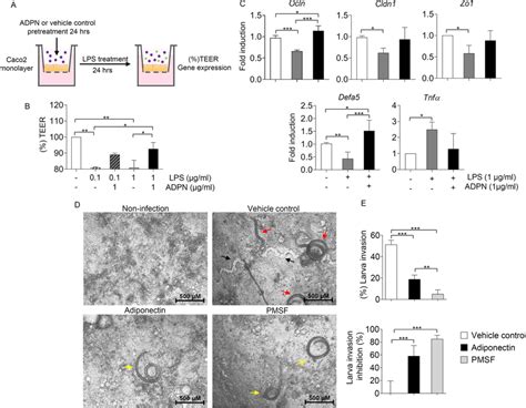 Adiponectin Attenuates Lps Induced Barrier Dysfunction And Prevents