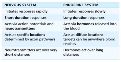 Ch 17 The Endocrine System Flashcards Quizlet