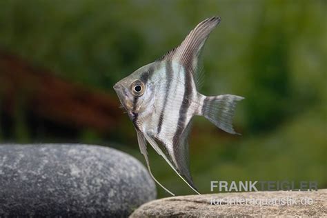 Rio Nanay Peru Skalar Pterophyllum Scalare Rio Nanay Kaufen