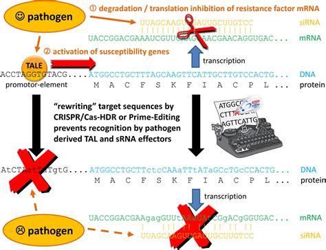 Crisprcas9 Or Prime Editing It Depends On