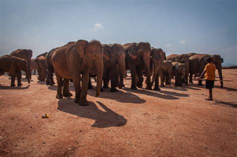 Getting Up Close With Elephants - Elephant Orphanage in Sri Lanka