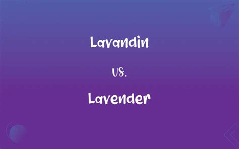 Lavandin Vs Lavender Whats The Difference