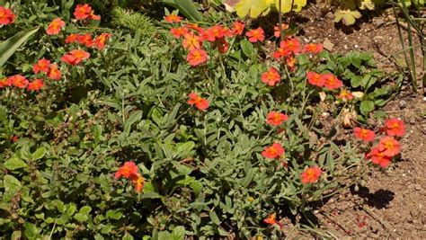 Rock Rose Fire Dragon Helianthemum Fire Dragon Growing Guides