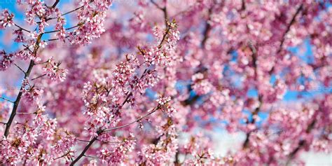 Pink cherry blossom, beautiful pink flowers of japanese cherry tree on ...