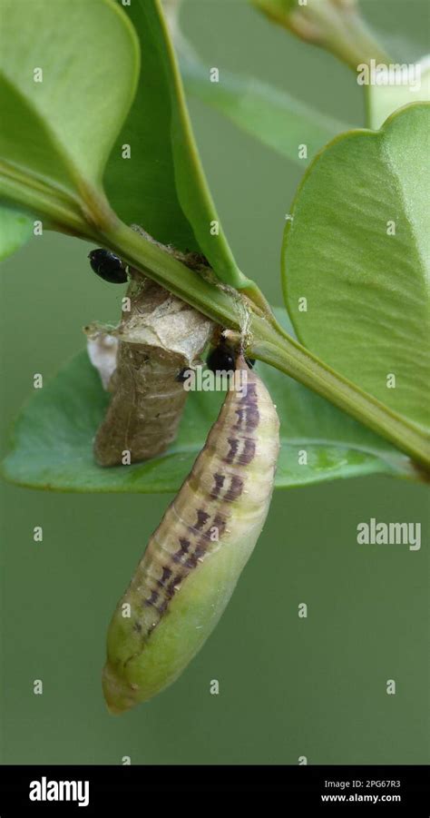 Common Box Buxus Box Tree Moth Cydalima Perspectalis Introduced Pest