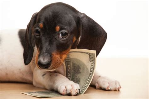 dog ate money      fit pets