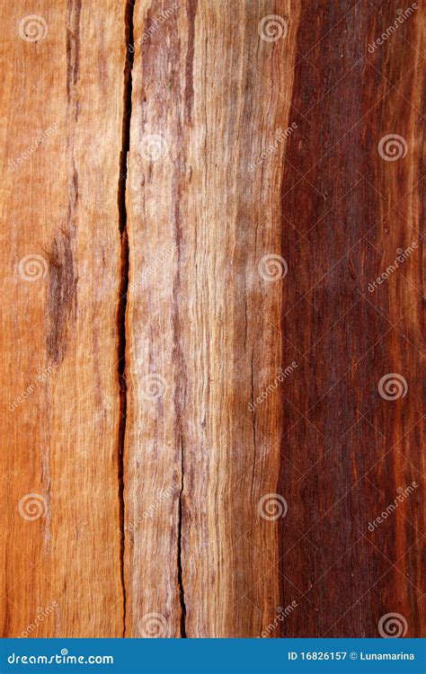 Cracked Eucalyptus Tree Bark Texture Stock Image Cartoondealer