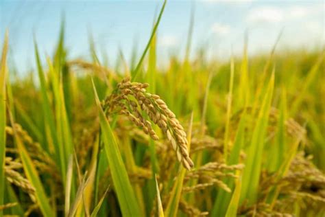 Top 20 Steps To Boost Rice Yield How To Increase Paddy Production And