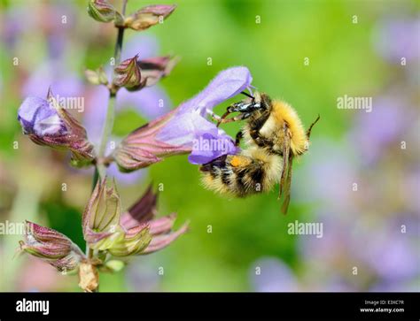 Brown Bumblebee Bombus Pascuorum Worker Bee Collecting Nectar On A