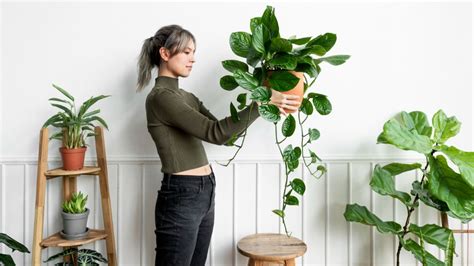 Feng Shui 5 Plantas Que Atraen La Mala Suerte Y Dónde Colocarlas Para