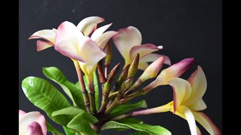 How To Make A Sugar Paste Or Gum Paste Plumeria Frangipani Part Two