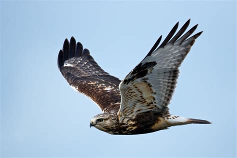 Hawk Wallpapers Wallpaper Cave