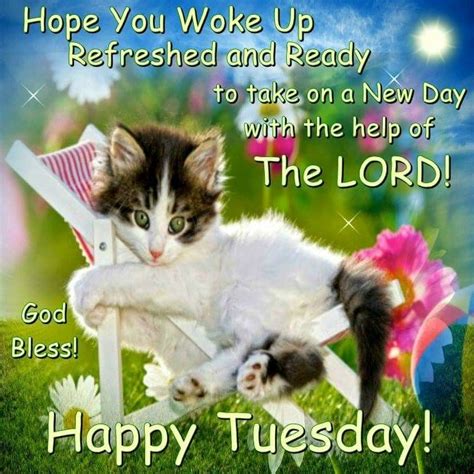 Tuesday Blessings Happy Tuesday Cats I Love Cats