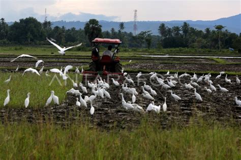 BURUNG KUNTUL KECIL | ANTARA Foto