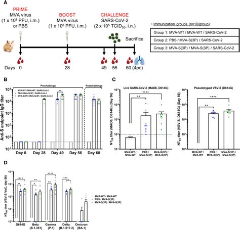 Optimized Vaccine Candidate Mva S P Fully Protects Against Sars Cov