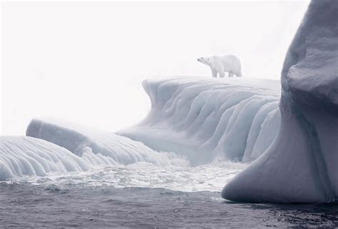 Polar Bear On Iceberg by Grant Faint