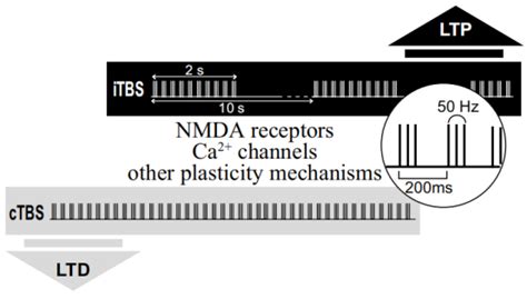 Theta Burst Stimulation Of The Human Motor Cortex