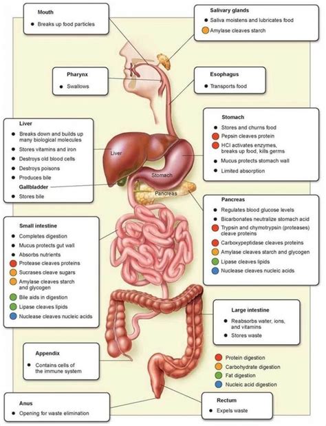 Digestion Process And Functions Of The Organs Of The Digestive System Basic Anatomy And