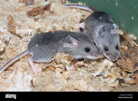 White-footed Deer Mice (Peromyscus maniculatus). Juveniles seeking the ...