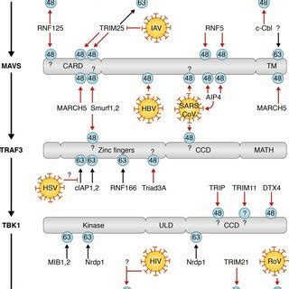 The Ubiquitin Modification System And Mechanisms Of Viral Manipulation