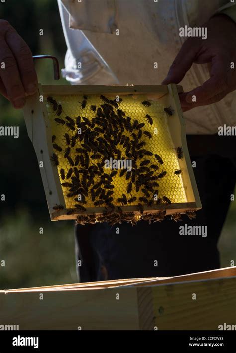 Una Apicultura En El Borde Del Bosque La Vida Cotidiana De Un