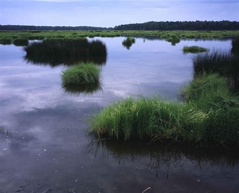 picture swamp water landscape
