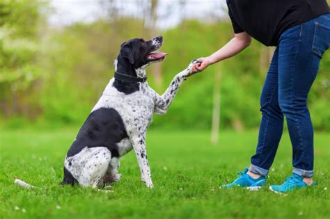 Apprendre Les Ordres De Base Son Chien Assis Debout Couch