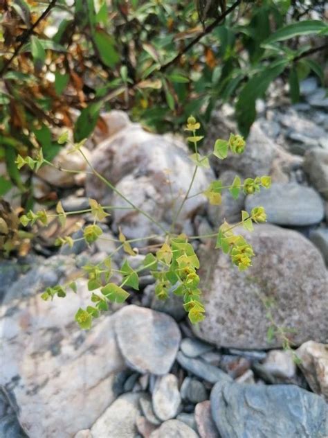 Euphorbia Graminifolia Vill Dunia Pl NtNet Identify