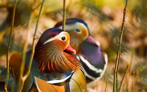 Mandarin Duck Hd Wallpaper Background Image 1920x1200 Id538925